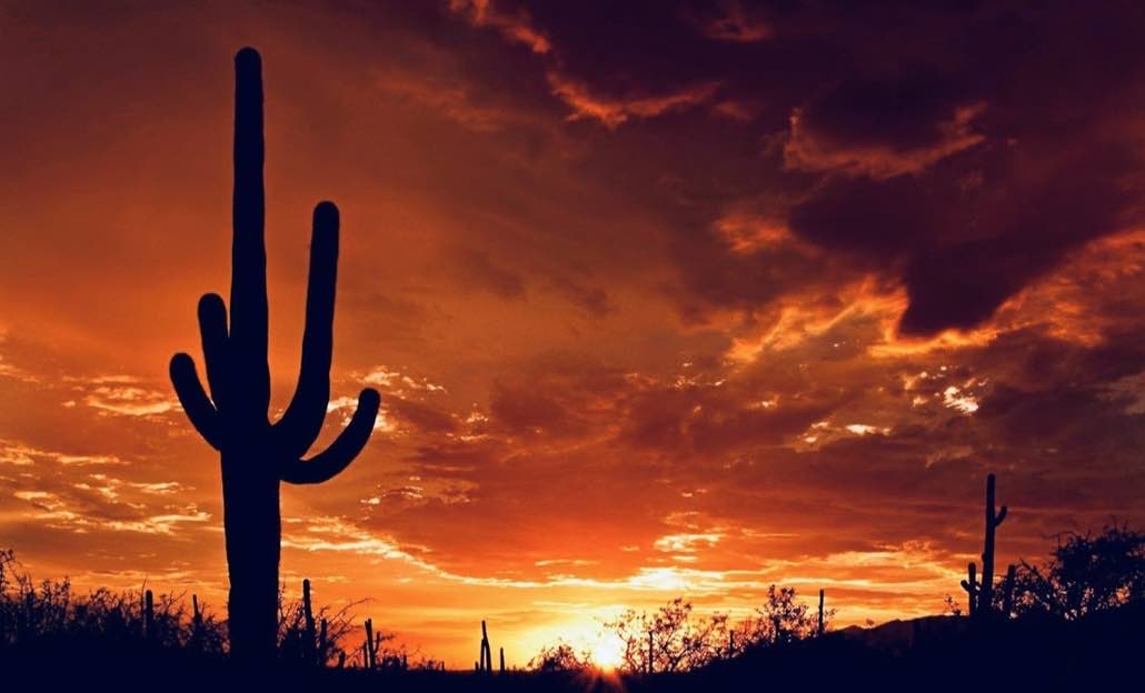 Sunset in the Sonoran Desert with Saguaro Cactus silhouette..