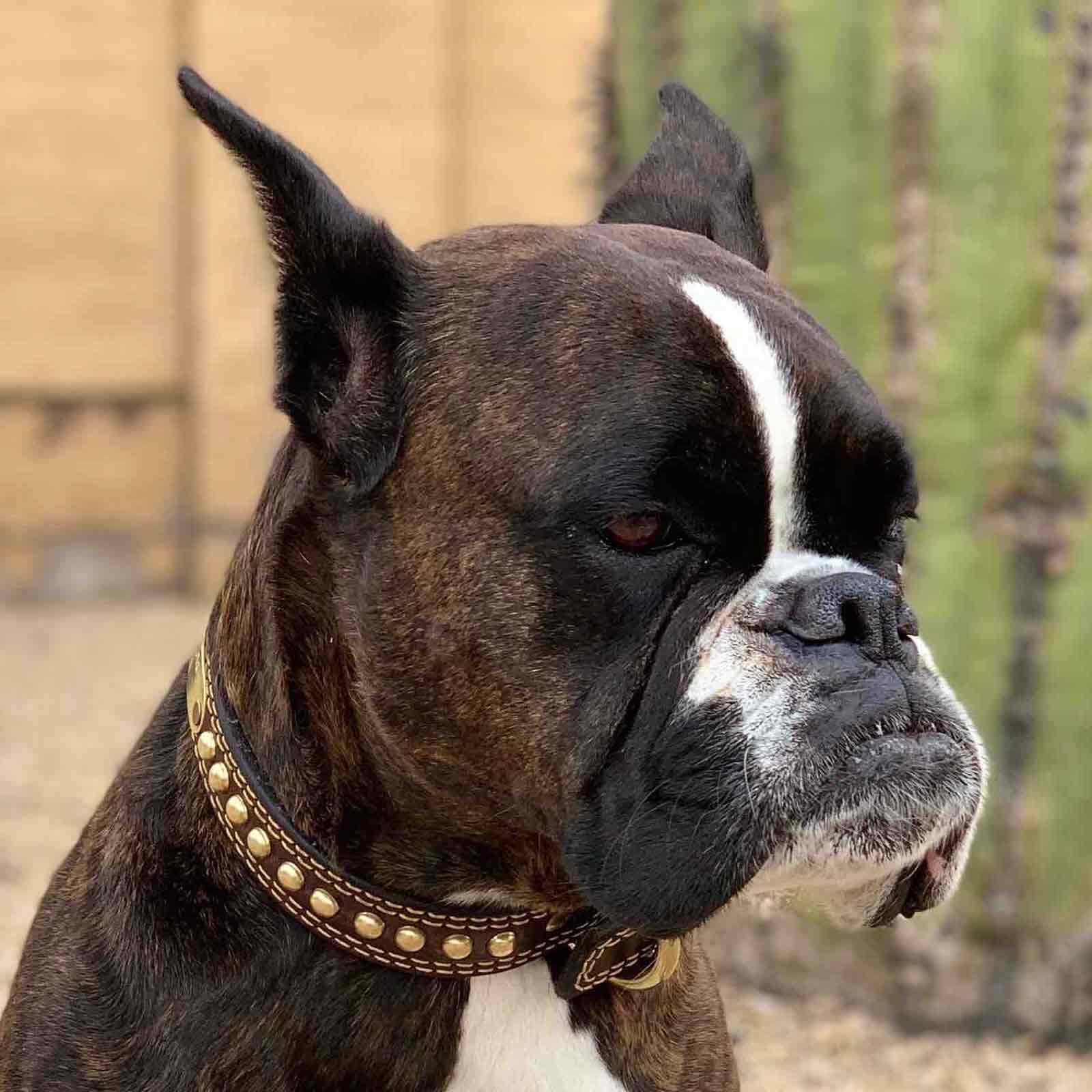 Brown boxer dog with studded leather collar